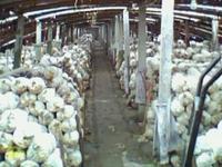 谷堆坡村 谷堆坡村