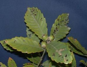 短柄枹櫟 短柄枹櫟