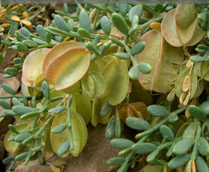 大翅駝蹄瓣 大翅駝蹄瓣