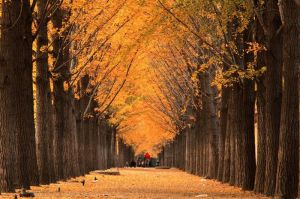 銀杏大道 銀杏大道