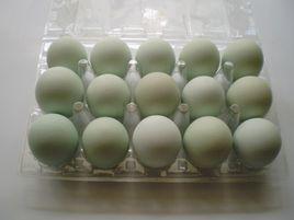綠皮雞蛋 綠皮雞蛋