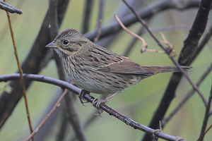 林氏帶鵐 林氏帶鵐