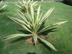 金心龍舌蘭 金心龍舌蘭