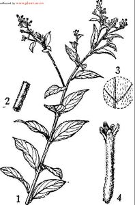 毛花蕘花 毛花蕘花