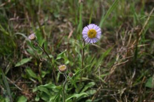 山地飛蓬 山地飛蓬