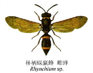 杯柄蜾蠃蜂 杯柄蜾蠃蜂