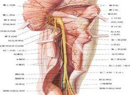 閉孔神經損害 閉孔神經損害