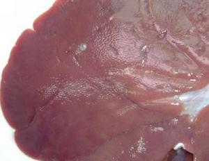 牛囊尾蚴 牛囊尾蚴