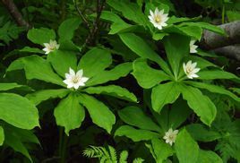 白花重樓 白花重樓