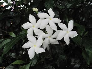 單瓣狗牙花 單瓣狗牙花