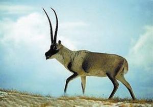 瀕臨滅絕的十大動物