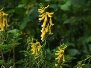 密花黃堇 密花黃堇