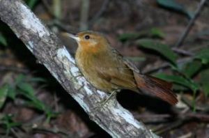 草黃拾葉雀 草黃拾葉雀