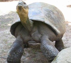 馬里恩象龜 馬里恩象龜