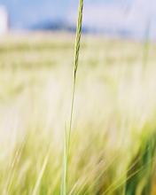 《詠歌》 《詠歌》