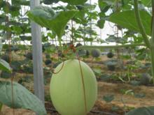馬連莊甜瓜