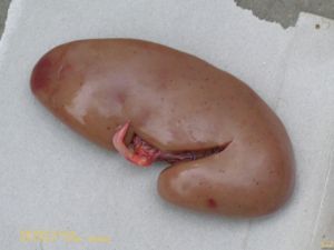 發育不完全的仔豬