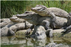集美景區南順鱷魚園