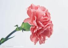 花冠[植物學概念]