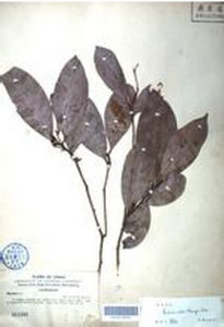 隱脈瓊楠 隱脈瓊楠