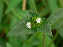 白花地膽草 白花地膽草