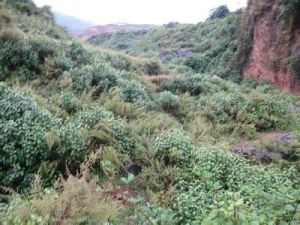 法落海自然村 法落海自然村