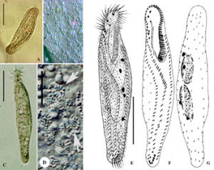 有肋楯纖蟲 有肋楯纖蟲