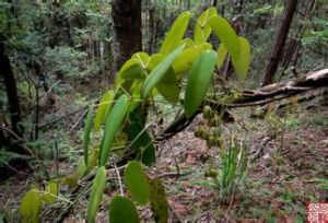 三葉野木瓜 三葉野木瓜