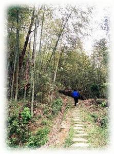 門前山古道 門前山古道