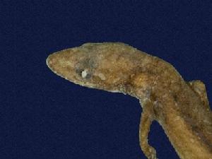 （圖）半葉趾虎