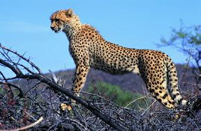 北美獵豹 北美獵豹