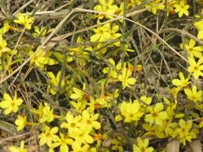 雅礱黃報春 雅礱黃報春