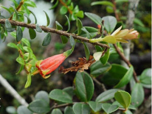 絨毛燈籠花 絨毛燈籠花