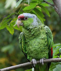 紫冠亞馬遜鸚鵡 紫冠亞馬遜鸚鵡