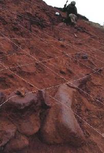 （圖）澄江化石群發掘現場