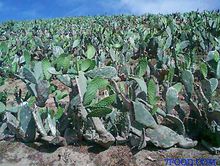 進口胭脂蟲紅天然色素