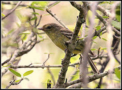 扁嘴鶯雀 扁嘴鶯雀