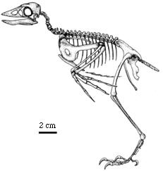聖賢孔子鳥 聖賢孔子鳥