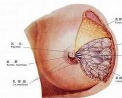 急性乳房炎 急性乳房炎