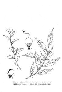 嶽麓連蕊茶 嶽麓連蕊茶