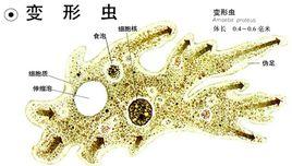 四膜蟲屬 四膜蟲屬