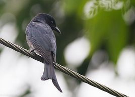 灰卷尾指名亞種 灰卷尾指名亞種