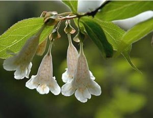 南方六道木 南方六道木