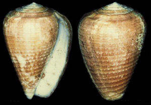 紅棕貓芋螺 紅棕貓芋螺