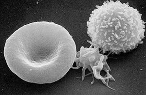 白細胞抗原系統