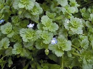 阿拉伯婆婆納 阿拉伯婆婆納