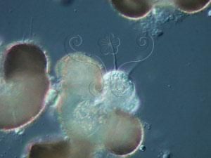 粗根內壺菌 粗根內壺菌