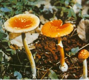 紅托鵝膏 紅托鵝膏