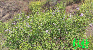 圪叉咀村 圪叉咀村