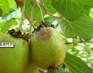 獼猴桃果實熟腐病 獼猴桃果實熟腐病